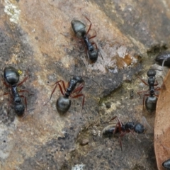Dolichoderus doriae (Dolly ant) at Charleys Forest, NSW - 8 Nov 2021 by arjay