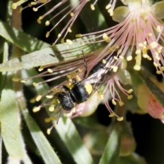 Hylaeus (Euprosopoides) rotundiceps (Hylaeine colletid bee) at Harrison, ACT - 20 Jan 2024 by DPRees125