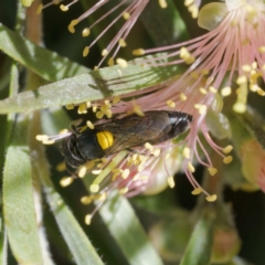 Hylaeus (Euprosopoides) rotundiceps at Harrison, ACT - suppressed