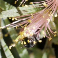 Hylaeus (Euprosopoides) rotundiceps at Harrison, ACT - 21 Jan 2024