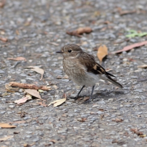 Petroica phoenicea at Namadgi National Park - 20 Jan 2024