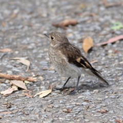 Petroica phoenicea at Namadgi National Park - 20 Jan 2024