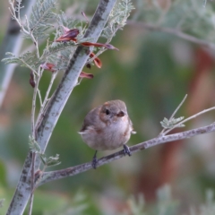 Pachycephala pectoralis (Golden Whistler) at Tharwa, ACT - 19 Jan 2024 by Trevor