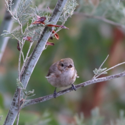 Pachycephala pectoralis (Golden Whistler) at Namadgi National Park - 19 Jan 2024 by Trevor