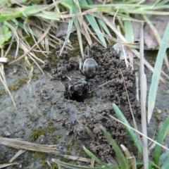 Iridomyrmex purpureus (Meat Ant) at QPRC LGA - 22 Oct 2021 by arjay