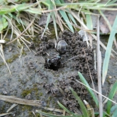 Iridomyrmex purpureus (Meat Ant) at QPRC LGA - 22 Oct 2021 by arjay