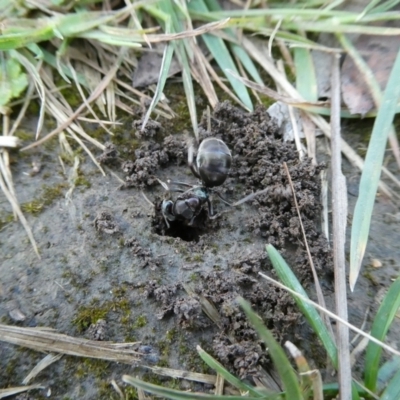 Iridomyrmex sp. (genus) (Ant) at Charleys Forest, NSW - 22 Oct 2021 by arjay