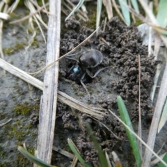 Iridomyrmex purpureus at QPRC LGA - suppressed