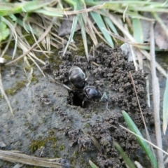 Iridomyrmex sp. (genus) at QPRC LGA - 22 Oct 2021