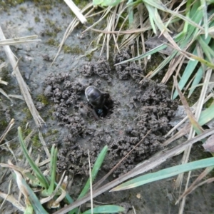 Iridomyrmex purpureus at QPRC LGA - suppressed