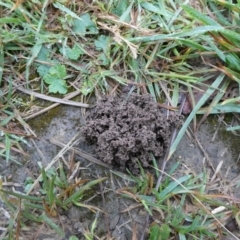 Iridomyrmex sp. (genus) at QPRC LGA - 22 Oct 2021