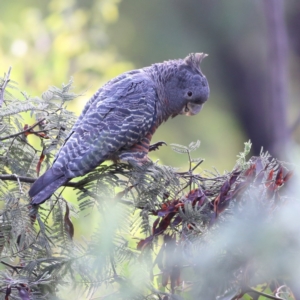 Callocephalon fimbriatum at Namadgi National Park - 20 Jan 2024