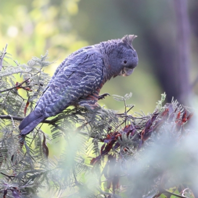 Gang-gang Cockatoo Surveys and Investigations - Canberra Birds