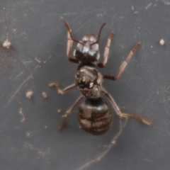 Formicidae (family) (Unidentified ant) at Charleys Forest, NSW - 17 Oct 2020 by arjay