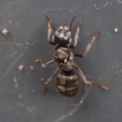 Formicidae (family) (Unidentified ant) at Charleys Forest, NSW - 17 Oct 2020 by arjay