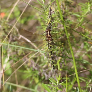 Synthemis eustalacta at Namadgi National Park - 20 Jan 2024