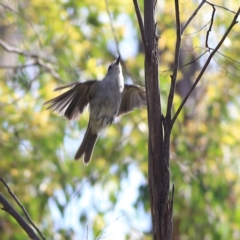 Colluricincla harmonica (Grey Shrikethrush) at Namadgi National Park - 20 Jan 2024 by MichaelWenke