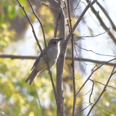 Colluricincla harmonica at Namadgi National Park - 20 Jan 2024 09:13 AM