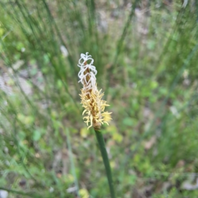 Eleocharis acuta (Common Spike-rush) at Watson, ACT - 20 Jan 2024 by abread111