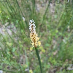 Eleocharis acuta (Common Spike-rush) at Watson, ACT - 20 Jan 2024 by abread111