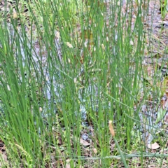 Eleocharis acuta at Mount Majura - 20 Jan 2024 11:27 AM