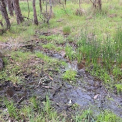 Eleocharis acuta at Mount Majura - 20 Jan 2024 11:27 AM