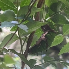 Papilio aegeus (Orchard Swallowtail, Large Citrus Butterfly) at ANBG - 21 Jan 2024 by YellowButton