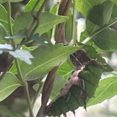 Papilio aegeus at ANBG - 21 Jan 2024 02:04 PM