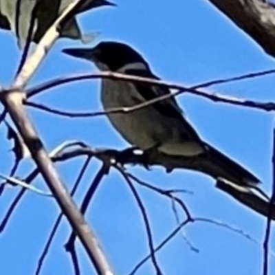 Cracticus torquatus (Grey Butcherbird) at Yarralumla, ACT - 19 Jan 2024 by JanetRussell