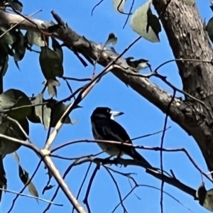 Cracticus torquatus at Sth Tablelands Ecosystem Park - 19 Jan 2024