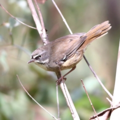 Sericornis frontalis (White-browed Scrubwren) at Namadgi National Park - 20 Jan 2024 by MichaelWenke