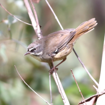 Sericornis frontalis (White-browed Scrubwren) at Namadgi National Park - 19 Jan 2024 by Trevor