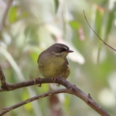 Sericornis frontalis at Namadgi National Park - 20 Jan 2024 10:25 AM