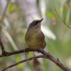 Sericornis frontalis at Namadgi National Park - 20 Jan 2024 10:25 AM