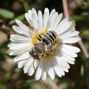 Megachile (Eutricharaea) serricauda at Harrison, ACT - 18 Jan 2024