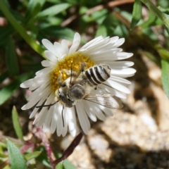 Megachile (Eutricharaea) serricauda at Harrison, ACT - 18 Jan 2024