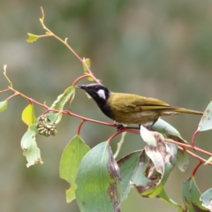 Nesoptilotis leucotis (White-eared Honeyeater) at Namadgi National Park - 20 Jan 2024 by MichaelWenke