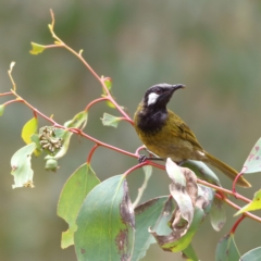 Nesoptilotis leucotis at Namadgi National Park - 20 Jan 2024 01:39 PM