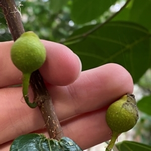 Ficus fraseri at Seal Rocks, NSW - 18 Dec 2023 08:09 AM