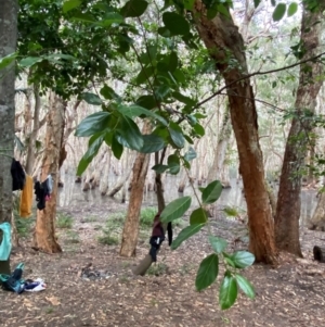 Ficus fraseri at Seal Rocks, NSW - 18 Dec 2023 08:09 AM