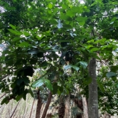 Ficus fraseri at Seal Rocks, NSW - 18 Dec 2023 08:09 AM