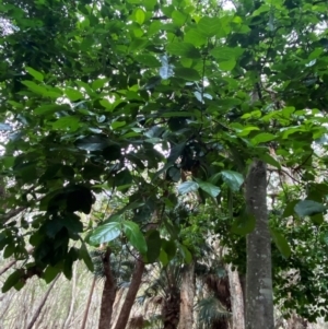 Ficus fraseri at Seal Rocks, NSW - 18 Dec 2023