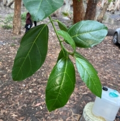 Ficus fraseri at Seal Rocks, NSW - 18 Dec 2023 08:09 AM