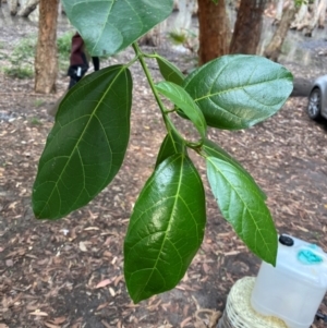 Ficus fraseri at Seal Rocks, NSW - 18 Dec 2023 08:09 AM