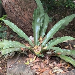 Asplenium australasicum (Bird's Nest Fern, Crow's Nest Fern) at Seal Rocks, NSW - 17 Dec 2023 by Tapirlord