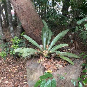 Asplenium australasicum at Seal Rocks, NSW - suppressed