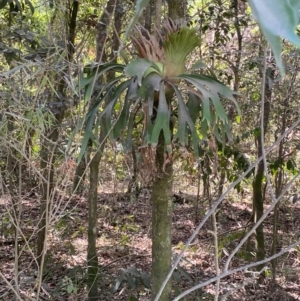 Platycerium bifurcatum at Seal Rocks, NSW - suppressed