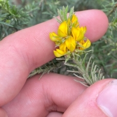 Phyllota phylicoides at Seal Rocks, NSW - 17 Dec 2023