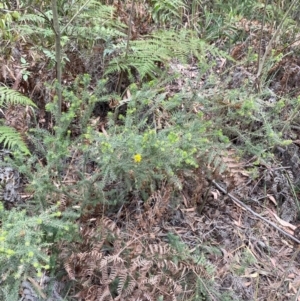 Phyllota phylicoides at Seal Rocks, NSW - 17 Dec 2023