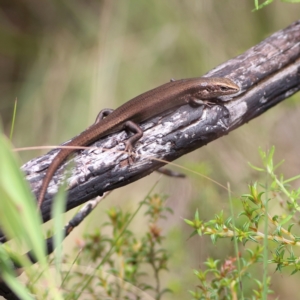 Pseudemoia entrecasteauxii at Namadgi National Park - 20 Jan 2024